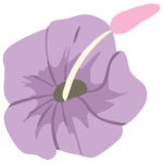 lavendar